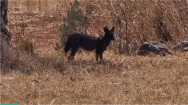 Rare Black Dhole Spotted in Maharashtra: First Sighting Since 1936